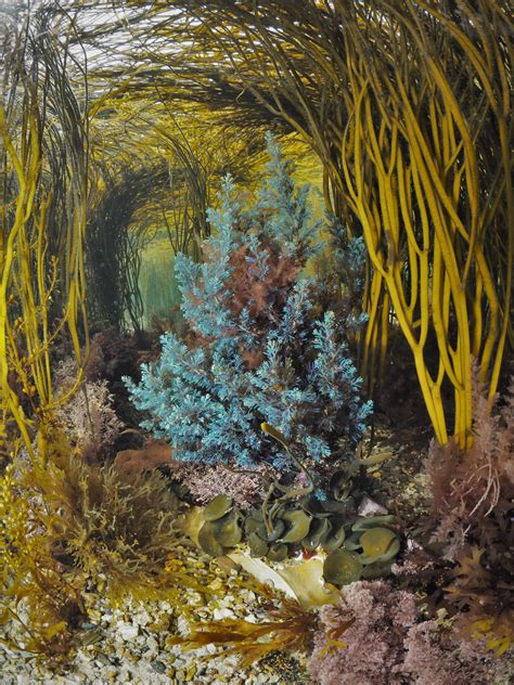 The Ethereal Beauty of Magic Seaweed's Wall